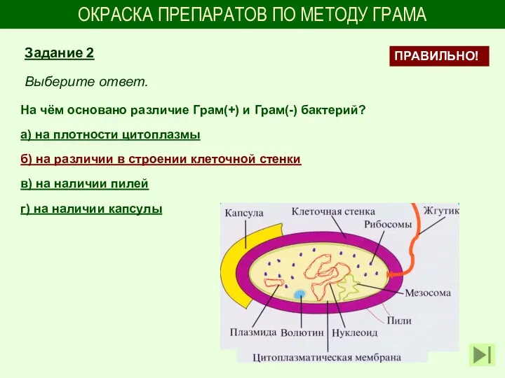 ОКРАСКА ПРЕПАРАТОВ ПО МЕТОДУ ГРАМА На чём основано различие Грам(+)