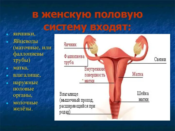 в женскую половую систему входят: яичники, Яйцеводы (маточные, или фаллопиевы трубы) матка, влагалище,