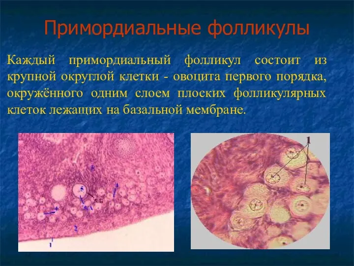 Примордиальные фолликулы Каждый примордиальный фолликул состоит из крупной округлой клетки - овоцита первого