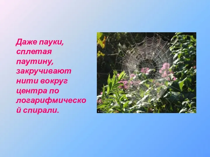 Даже пауки, сплетая паутину, закручивают нити вокруг центра по логарифмической спирали.