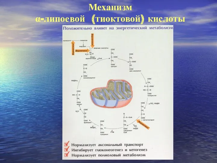 Механизм α-липоевой (тиоктовой) кислоты