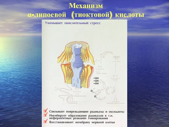 Механизм α-липоевой (тиоктовой) кислоты