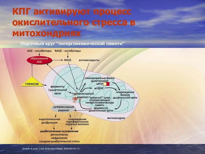 КПГ активируют процесс окислительного стресса в митохондриях Порочный круг “гипергликемической