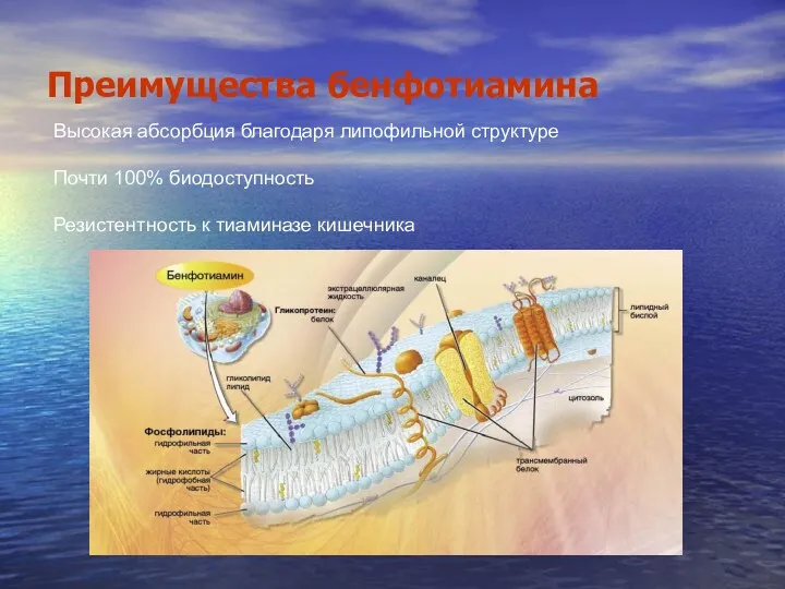 Преимущества бенфотиамина Высокая абсорбция благодаря липофильной структуре Почти 100% биодоступность Резистентность к тиаминазе кишечника