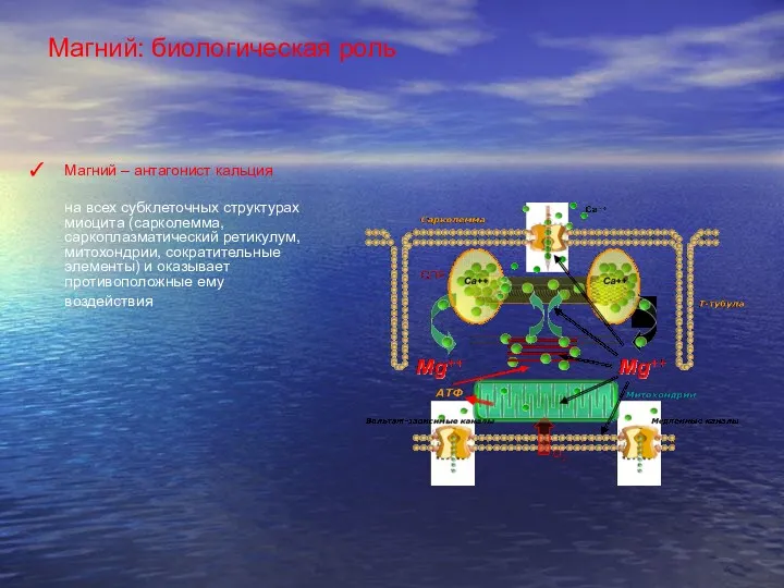 Магний – антагонист кальция на всех субклеточных структурах миоцита (сарколемма,