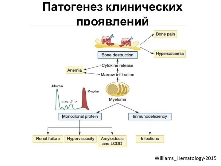 Патогенез клинических проявлений Williams_Hematology-2015