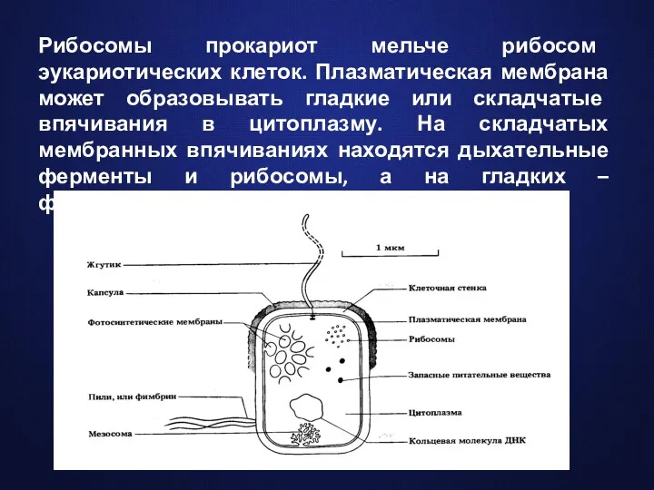 Рибосомы прокариот мельче рибосом эукариотических клеток. Плазматическая мембрана может образовывать