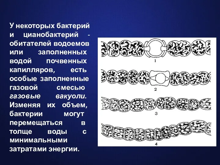 У некоторых бактерий и цианобактерий - обитателей водоемов или заполненных