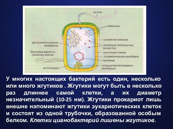 У многих настоящих бактерий есть один, несколько или много жгутиков