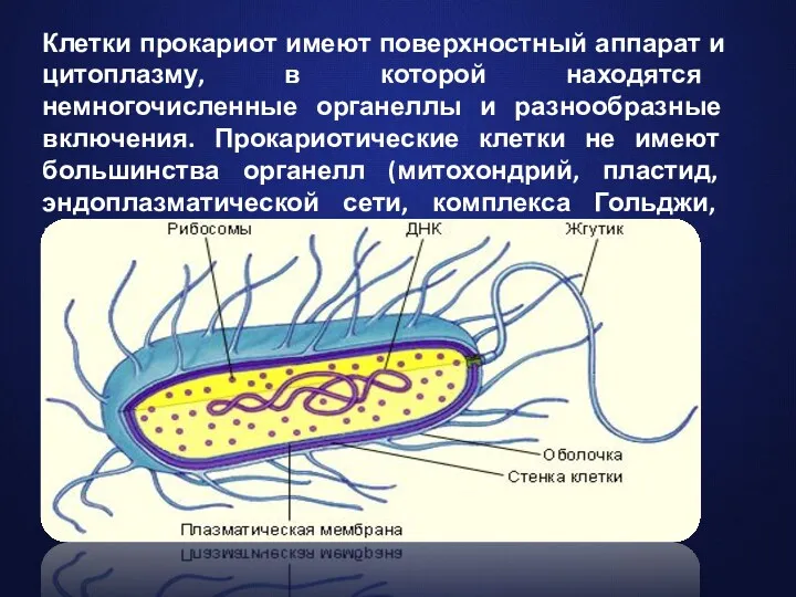 Клетки прокариот имеют поверхностный аппарат и цитоплазму, в которой находятся