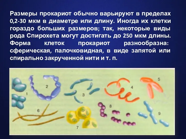 Размеры прокариот обычно варьируют в пределах 0,2-30 мкм в диаметре