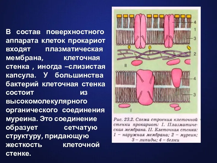 В состав поверхностного аппарата клеток прокариот входят плазматическая мембрана, клеточная