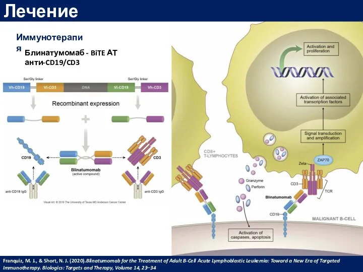 Лечение Иммунотерапия Блинатумомаб - BiTE АТ анти-CD19/CD3 Franquiz, M. J., & Short, N.