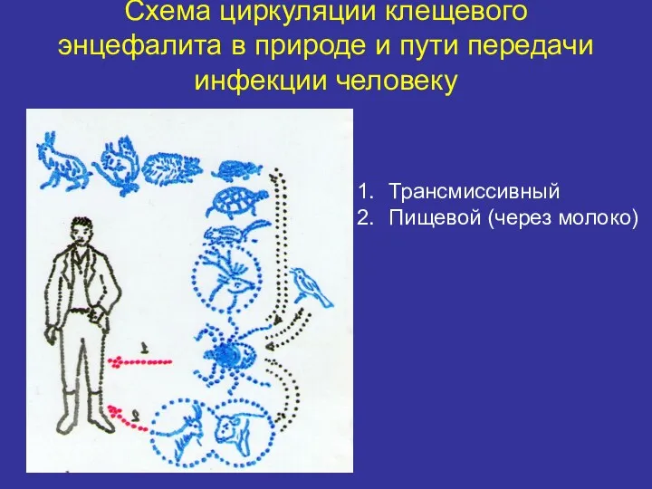 Схема циркуляции клещевого энцефалита в природе и пути передачи инфекции человеку Трансмиссивный Пищевой (через молоко)