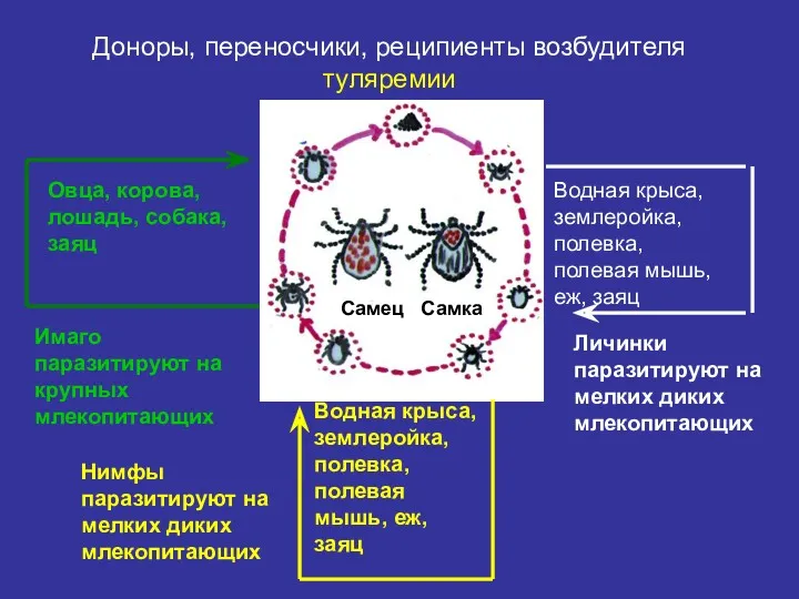 Водная крыса, землеройка, полевка, полевая мышь, еж, заяц Личинки паразитируют