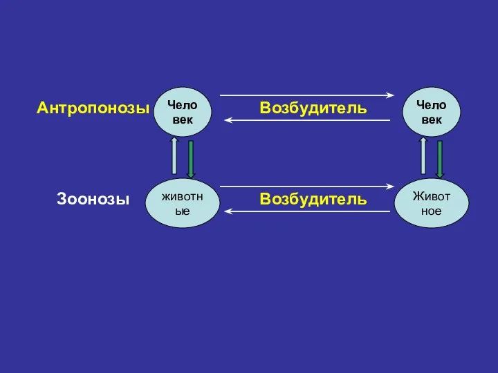 Антропонозы Человек Возбудитель Человек Зоонозы животные Возбудитель Животное