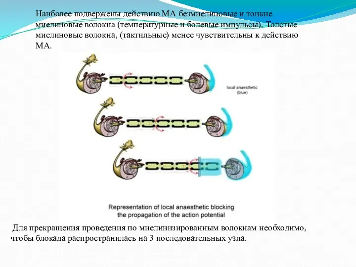 Наиболее подвержены действию МА безмиелиновые и тонкие миелиновые волокна (температурные