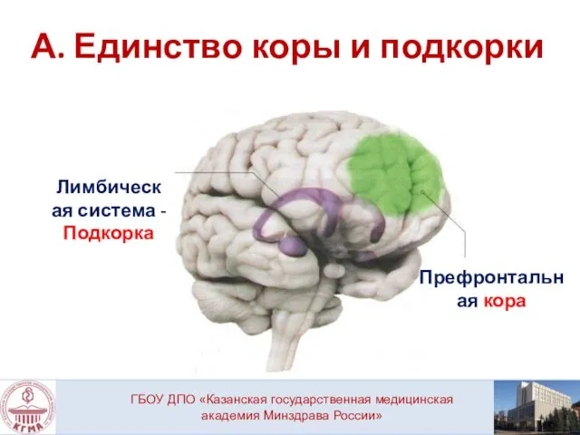 А. Единство коры и подкорки ГБОУ ДПО «Казанская государственная медицинская