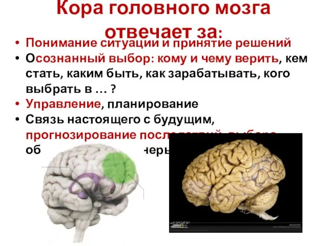 Кора головного мозга отвечает за: Понимание ситуации и принятие решений