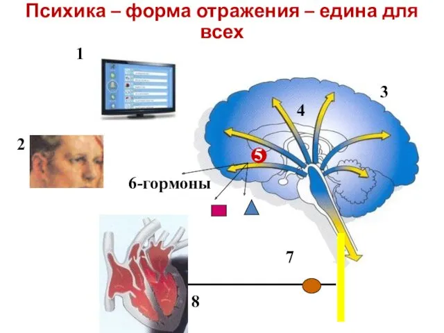 3-й постулат. Психика – форма отражения – едина для всех