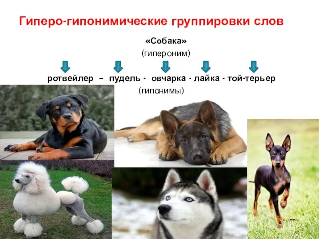 «Собака» (гипероним) ротвейлер – пудель - овчарка - лайка - той-терьер (гипонимы) Гиперо-гипонимические группировки слов