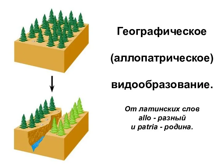 Географическое (аллопатрическое) видообразование. От латинских слов allo - разный и patria - родина.