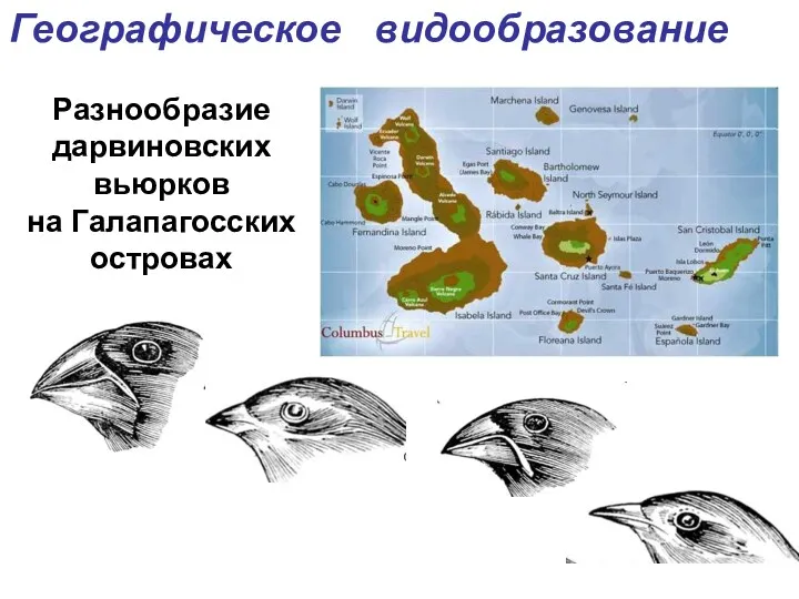 Разнообразие дарвиновских вьюрков на Галапагосских островах Географическое видообразование