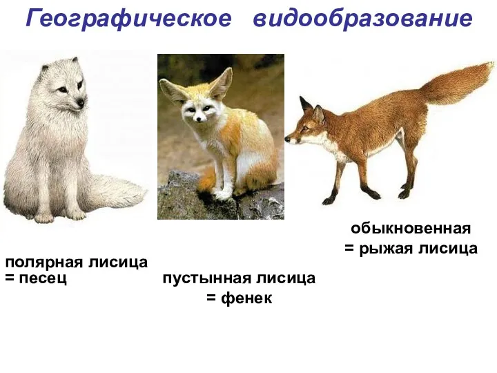 полярная лисица = песец Географическое видообразование пустынная лисица = фенек обыкновенная = рыжая лисица