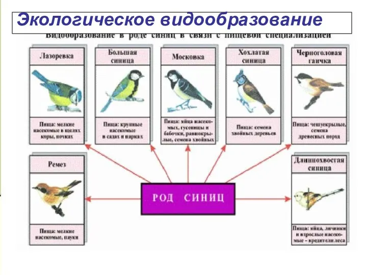 Экологическое видообразование Экологическое видообразование