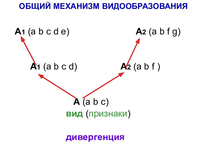А1 (a b c d e) A2 (a b f g) А1 (a