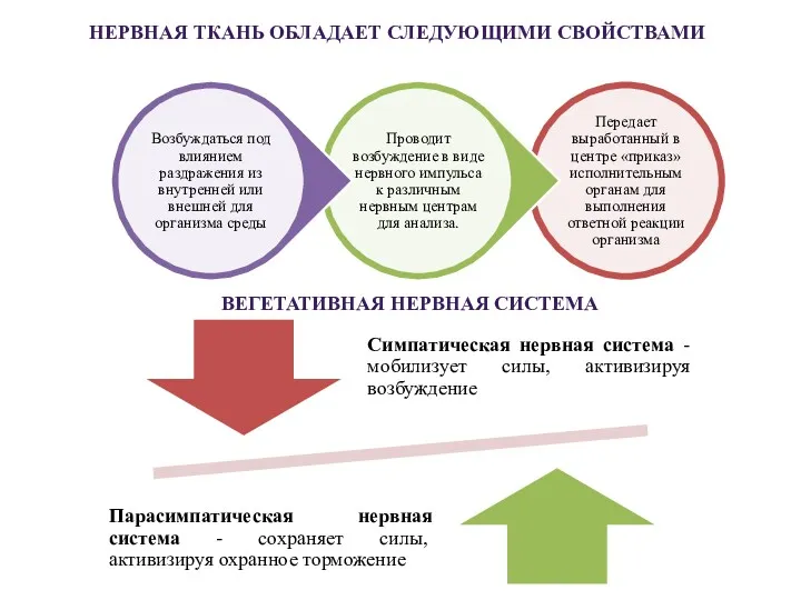 НЕРВНАЯ ТКАНЬ ОБЛАДАЕТ СЛЕДУЮЩИМИ СВОЙСТВАМИ ВЕГЕТАТИВНАЯ НЕРВНАЯ СИСТЕМА