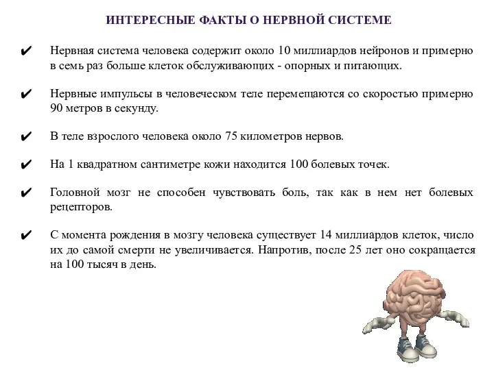 ИНТЕРЕСНЫЕ ФАКТЫ О НЕРВНОЙ СИСТЕМЕ Нервная система человека содержит около