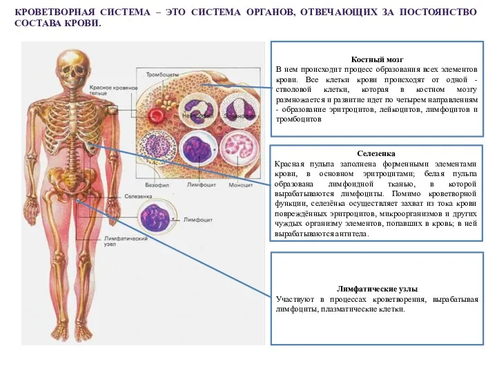 КРОВЕТВОРНАЯ СИСТЕМА – ЭТО СИСТЕМА ОРГАНОВ, ОТВЕЧАЮЩИХ ЗА ПОСТОЯНСТВО СОСТАВА КРОВИ.