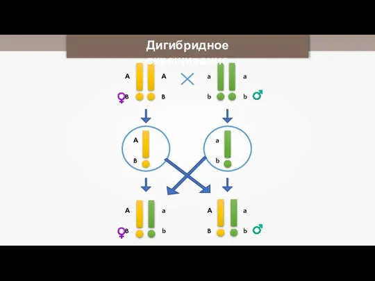 Дигибридное скрещивание