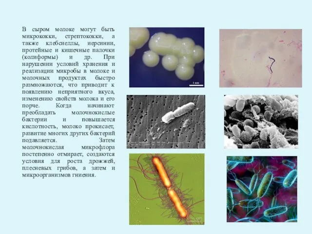 В сыром молоке могут быть микрококки, стрептококки, а также клебсиеллы,