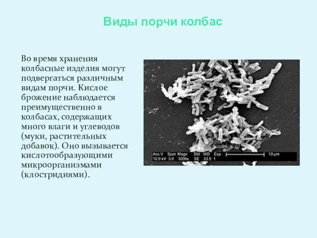 Виды порчи колбас Во время хранения колбасные изделия могут подвергаться