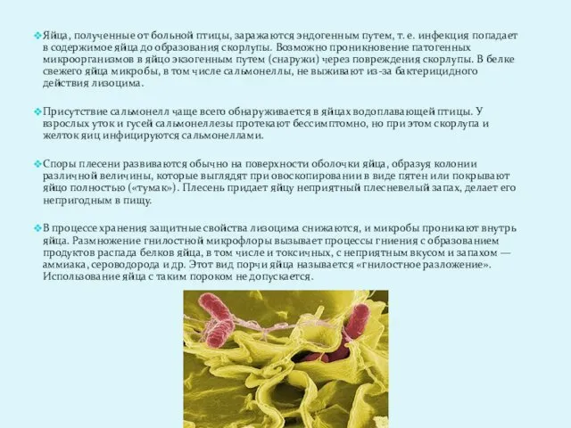 Яйца, полученные от больной птицы, заражаются эндогенным путем, т. е.