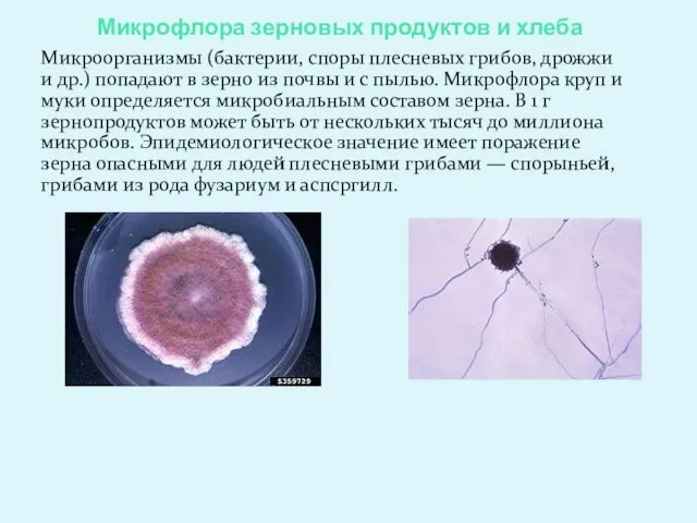 Микрофлора зерновых продуктов и хлеба Микроорганизмы (бактерии, споры плесневых грибов, дрожжи и др.)