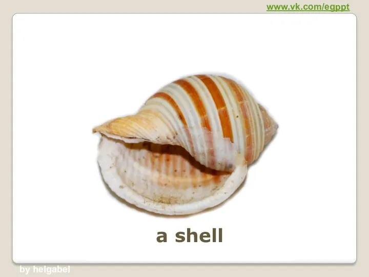 a shell www.vk.com/egppt by helgabel