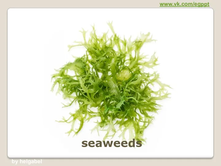 seaweeds www.vk.com/egppt by helgabel