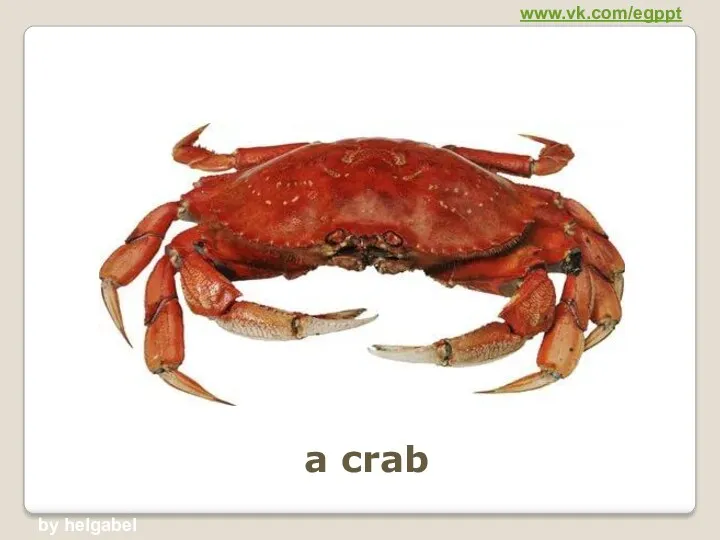 a crab www.vk.com/egppt by helgabel
