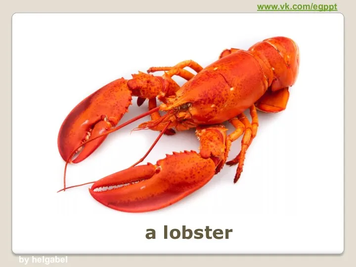 a lobster www.vk.com/egppt by helgabel