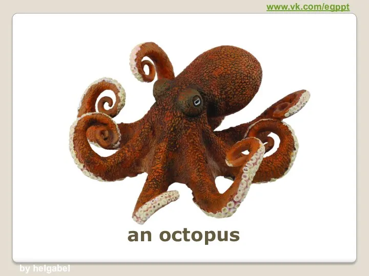 an octopus www.vk.com/egppt by helgabel