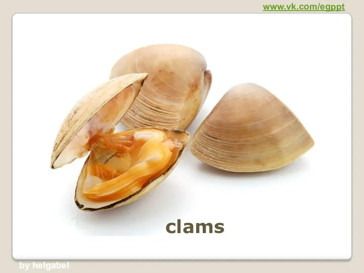 clams www.vk.com/egppt by helgabel