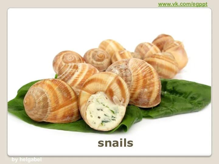 snails www.vk.com/egppt by helgabel