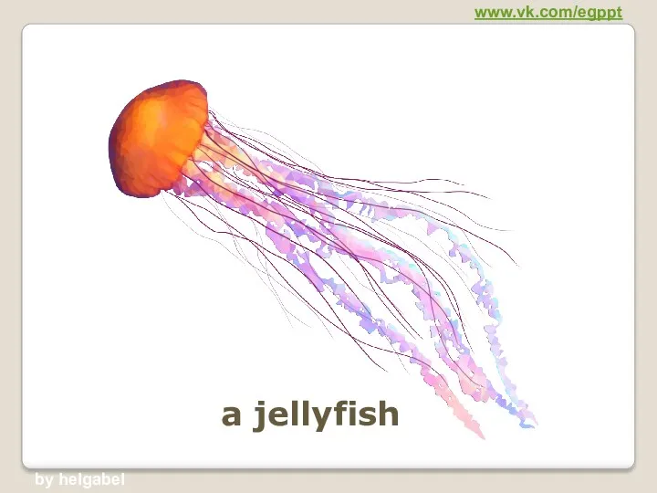 a jellyfish www.vk.com/egppt by helgabel