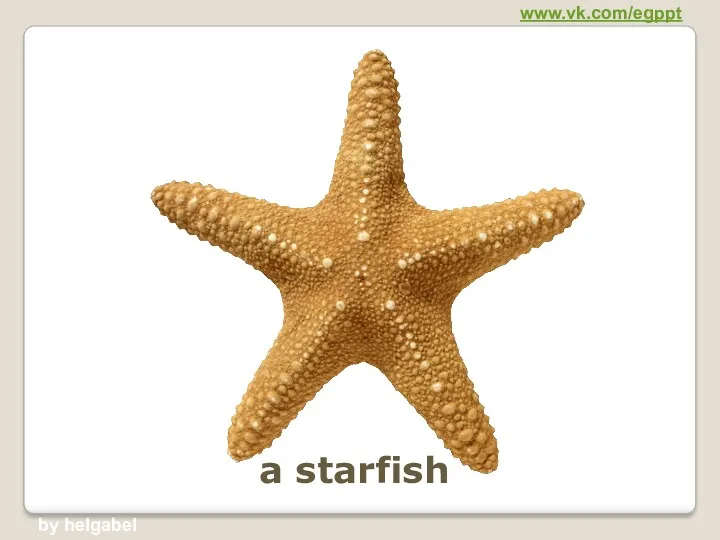 a starfish www.vk.com/egppt by helgabel