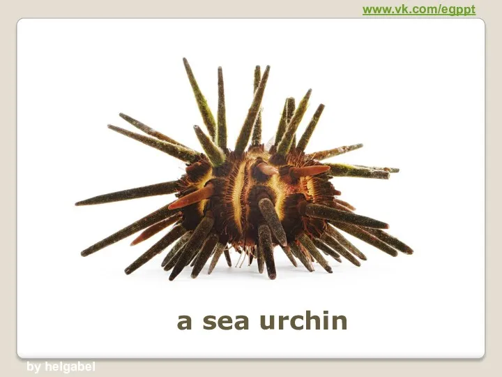 a sea urchin www.vk.com/egppt by helgabel