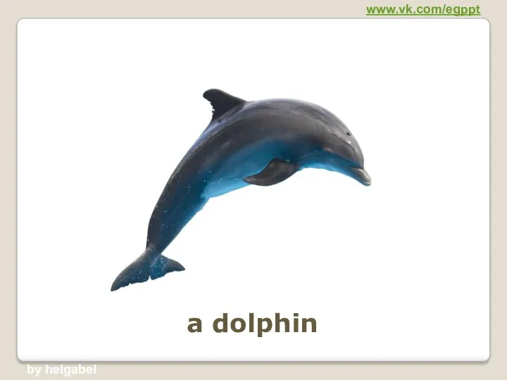a dolphin www.vk.com/egppt by helgabel