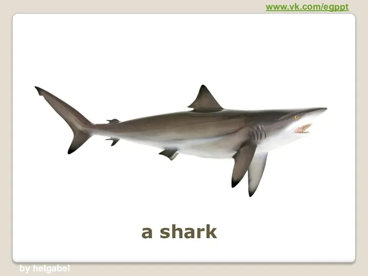 a shark www.vk.com/egppt by helgabel